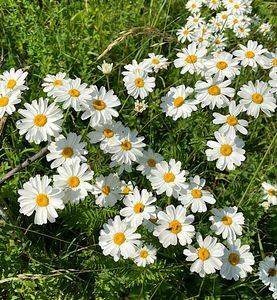 Řimbaba chocholičnatá (Tanacetum corymbosum)