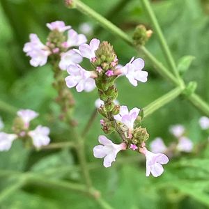 Sporýš lékařský (Verbena officinalis L.)