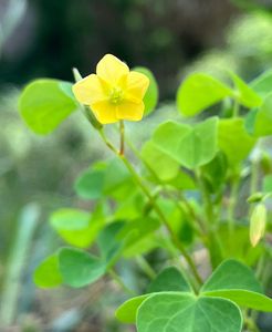 Šťavel evropský (Oxalis europaea Jord.)