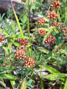 Bílojetel pětilistý (Dorycnium pentaphyllum Scop.)