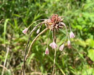 Česnek planý (Allium oleraceum)