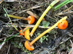 Voskovka kluzkonohá - Hygrocybe glutinipes