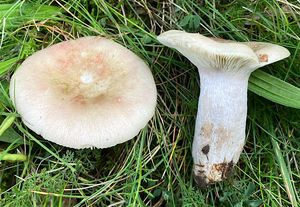 Holubinka parková - Russula exalbicans (Pers.) Melzer & Zvára 1928