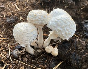 Bedla křídová - Leucocoprinus cretaceus (Bull.) Locq.