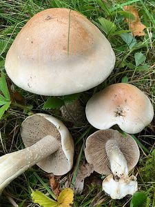 Slzivka zavalitá  - Hebeloma colossus  Huijsman