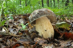 Klikni pro velký obrázek