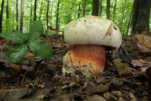 Klikni pro velký obrázek