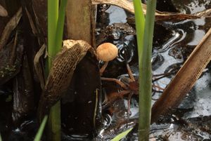 Křehutka orobincová - Psathyrella typhae (Kalchbr.) A. Pearson & Dennis 1948
