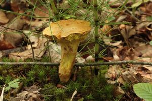 Klikni pro velký obrázek