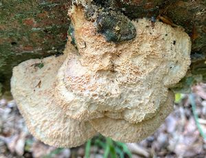 Šindelovník nádherný - Climacodon pulcherrimus (Berk. & M.A. Curtis) Nikol. 1961