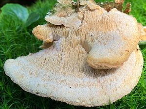 Šindelovník nádherný - Climacodon pulcherrimus (Berk. & M.A. Curtis) Nikol. 1961