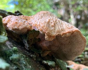 Šindelovník nádherný - Climacodon pulcherrimus (Berk. & M.A. Curtis) Nikol. 1961