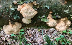 Šindelovník nádherný - Climacodon pulcherrimus (Berk. & M.A. Curtis) Nikol. 1961