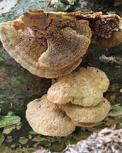 Šindelovník nádherný - Climacodon pulcherrimus (Berk. & M.A. Curtis) Nikol. 1961