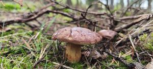 Klikni pro velký obrázek