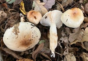 Šťavnatka habrová - Hygrophorus carpini Gröger