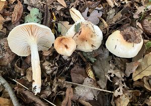 Šťavnatka habrová - Hygrophorus carpini Gröger