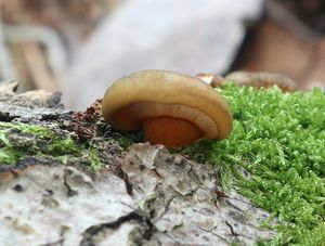 Klikni pro velký obrázek