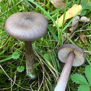 Závojenka šedohnědá - Entoloma porphyrophaeum (Fr.) P. Karst.