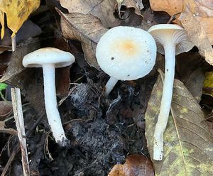 Šťavnatka Lindtnerova - Hygrophorus lindtneri M.M.Moser 1967