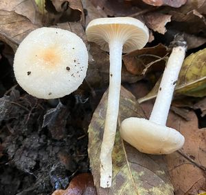 Šťavnatka Lindtnerova - Hygrophorus lindtneri M.M.Moser 1967