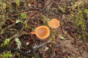 Zemnička poloponořená - Sepultariella semiimmersa (P. Karst.) Van Vooren, U. Lindem. & Healy