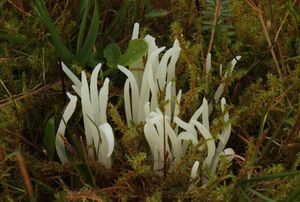 Kyjanka křehká - Clavaria fragilis Holmsk.