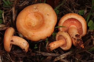 Ryzec lososový - Lactarius salmonicolor R. Heim & Leclair