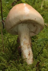 Slizobedla slzivá - Limacella guttata (Pers.) Konrad & Maubl. 1949