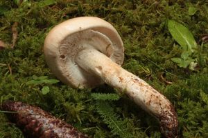 Slizobedla slzivá - Limacella guttata (Pers.) Konrad & Maubl. 1949