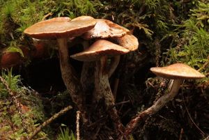 Třepenitka kořenující - Hypholoma radicosum J.E.Lange 1923