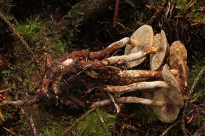 Třepenitka kořenující - Hypholoma radicosum J.E.Lange 1923