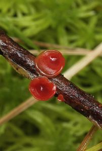 Kůžička červená - Cytidia salicina (Fr.)Burt