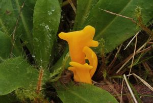 Kyjovečka ostnovýtrusá - Clavulinopsis helvola (Pers.) Corner 1950