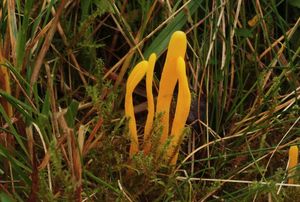 Kyjovečka ostnovýtrusá - Clavulinopsis helvola (Pers.) Corner 1950