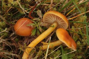 Voskovka veselá - Hygrocybe laeta