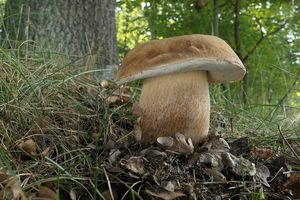 Klikni pro velký obrázek