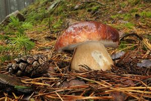 Klikni pro velký obrázek