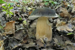 Klikni pro velký obrázek