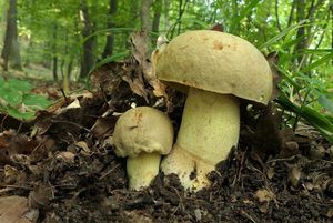 Klikni pro velký obrázek