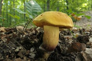 Klikni pro velký obrázek