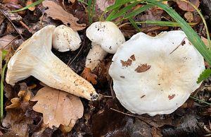 Šťavnatka dubová - Hygrophorus penarioides Jacobsson & E. Larss.