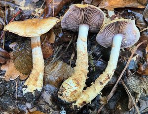 Pavučinec habrový - Cortinarius pseudovulpinus Rob. Henry & Ramm