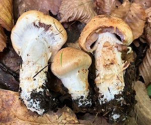 Pavučinec habrový - Cortinarius pseudovulpinus Rob. Henry & Ramm