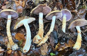 Pavučinec habrový - Cortinarius pseudovulpinus Rob. Henry & Ramm