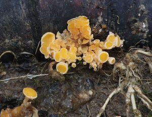 Klikni pro velký obrázek