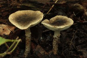 Bedla šedozelenavá - Lepiota griseovirens Maire