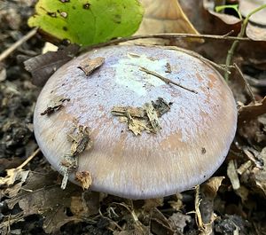 Pavučinec pochvatý - Cortinarius moenne-loccozii Bidaud