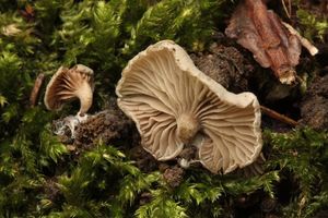 Závojenka dřevní - Entoloma byssisedum (Pers.) Donk