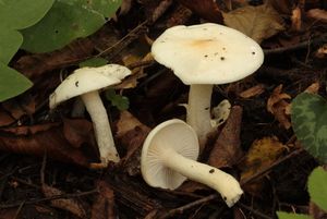 Šťavnatka Lindtnerova - Hygrophorus lindtneri M.M.Moser 1967